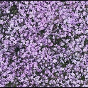 Meet your Posher, Jerlene